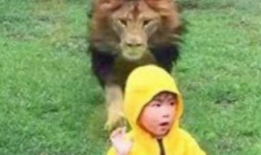 搞笑动物视频,笑到肚子疼！